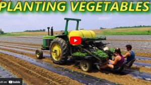 Watch Now: 3 Vegetable Transplant Videos You Have To See