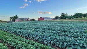 2025 State of the Vegetable Industry Survey: Top Production Trends