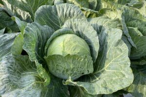 Cali (Hazera Seeds USA, Inc.)