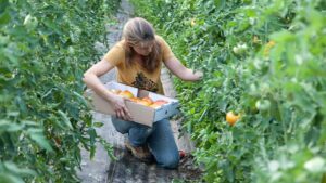 The Top Crops Vegetable Growers Believe in Right Now