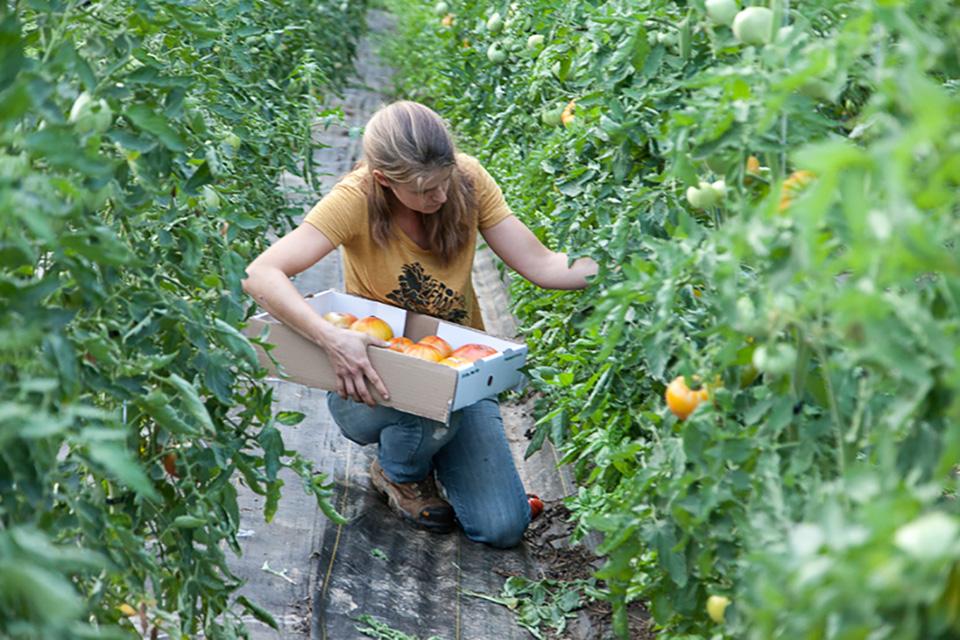 The Top Crops Vegetable Growers Believe in Right Now