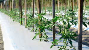 Effective Nematode Control Starts With Sampling, Species Identification