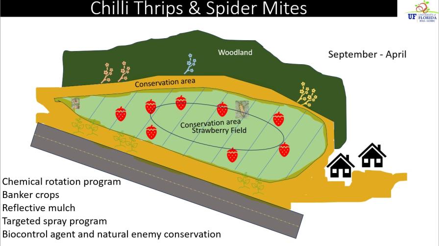 Chilli thrips location map graphic from UF/IFAS