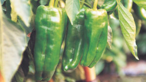 Florida Fruiting Vegetable Crop Growers Welcome Major Nematicide Advancement