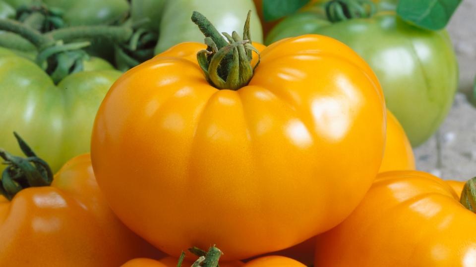 Chef's Choice Yellow F1 (Seeds by Design)