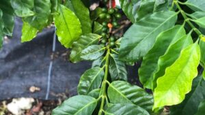 What Coffee Production Might Look Like in 2050