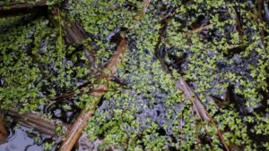 Can Duckweed Be Used For Good On The Farm?