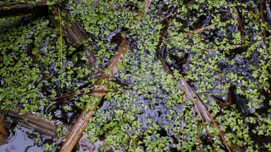 Can Duckweed Be Used For Good On The Farm?