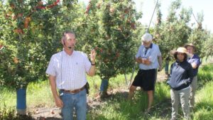 New Momentum To Modernize Stone Fruit Orchards