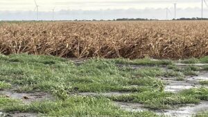 Texas Ag Assessing Damages in Wake of Hurricane Beryl