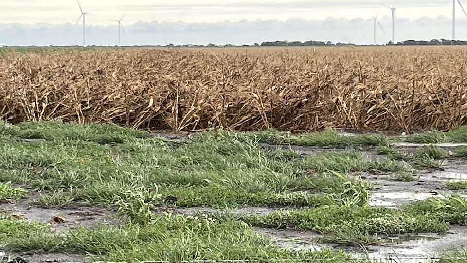 Texas cornfield after Beryl