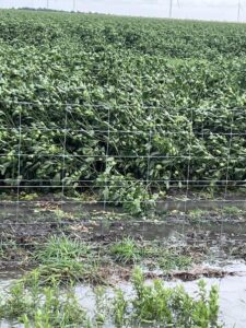 Cotton Concerns