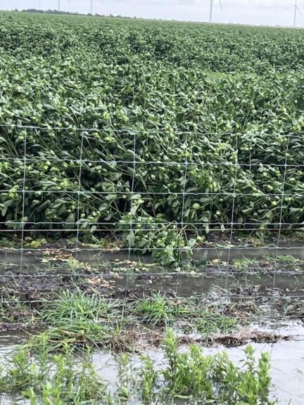 Cotton Concerns