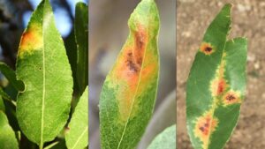 Disease New to California Threatens Almond Crops