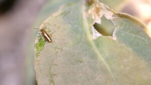 Watch Out for Flea Beetles in Leafy Vegetables and Cole Crops