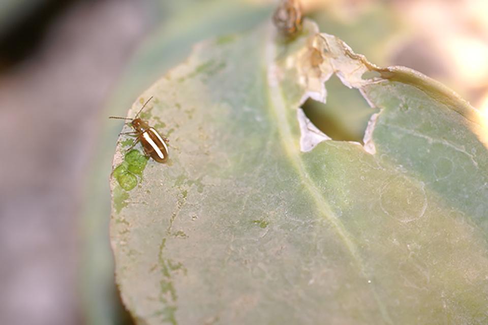 Watch Out for Flea Beetles in Leafy Vegetables and Cole Crops