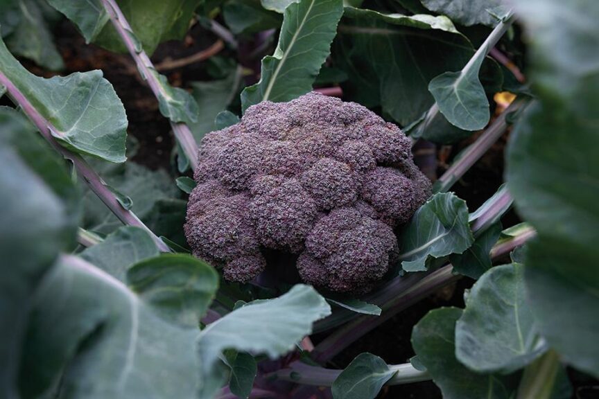 encyclopedia of plants and flowers Encyclopedia of Strangely Named Plants – Hello Moppet main image 1
