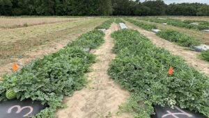 Why Grafting Works Best When Fighting Fusarium Wilt on Watermelon