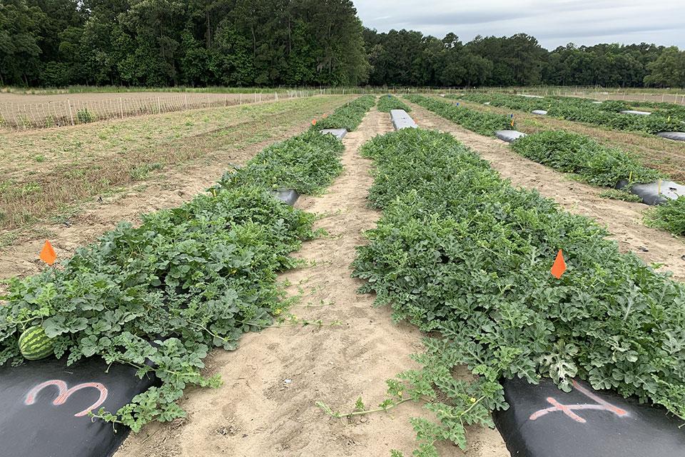 Why Grafting Works Best When Fighting Fusarium Wilt on Watermelon