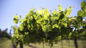 Disease-Resistant Wine Grapes on the Grow in Florida