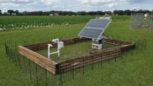 AI Tapped to Better Detect Disease Threat in Strawberries