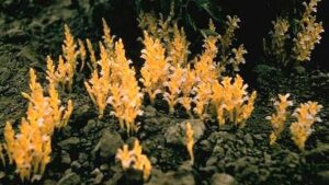 Help on the Way To Protect Tomatoes From Parasitic Weed