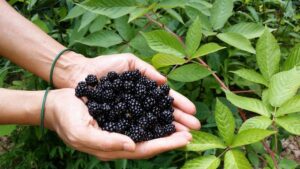 What To Know About the World’s First Seedless Blackberry