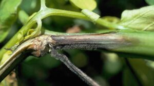 Potato and Tomato Growers in Western New York on the Lookout for Late Blight