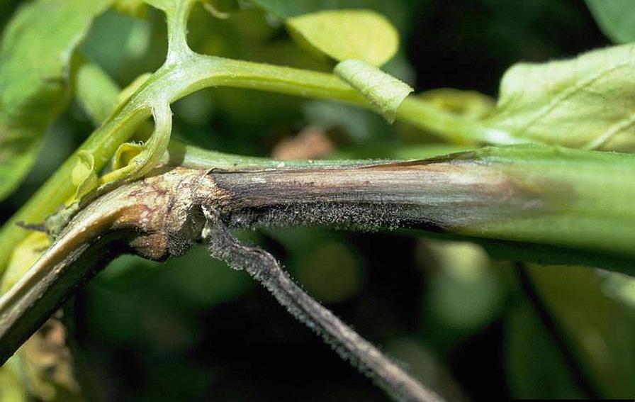 Potato and Tomato Growers in Western New York on the Lookout for Late Blight