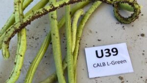 New Bean Varieties Aim To Resist Aphids and Nematodes