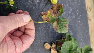 The Latest on Neo-P: Staying Ahead of Emerging Strawberry Disease
