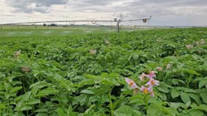 BASF Releases New Endura Pro Fungicide Exclusive to Potato Growers