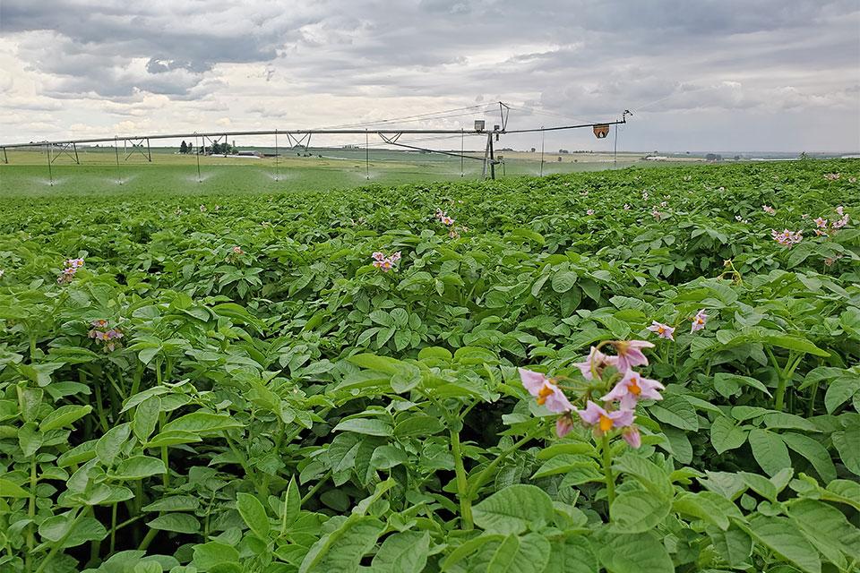 BASF Releases New Endura Pro Fungicide Exclusive to Potato Growers