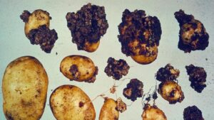 Urgent Call for Action To Protect U.S. Growers From Potato Wart