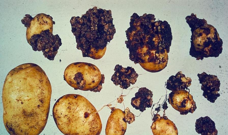 Urgent Call for Action To Protect U.S. Growers From Potato Wart