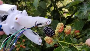 Scientists Make a Grab at Automated Blackberry Harvesting