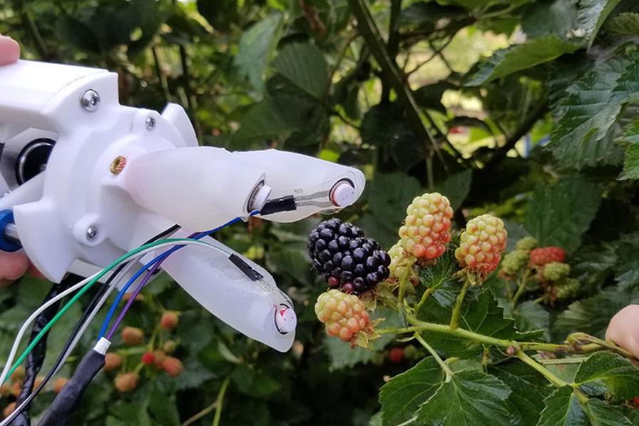 Scientists Make a Grab at Automated Blackberry Harvesting