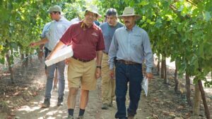 In High Praise of Cooperative Plant Breeding Efforts for Berries
