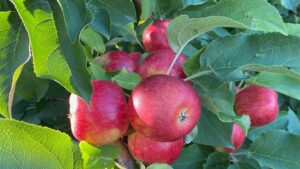 Easing the Path To Market for Gene-Edited Fruit Crops