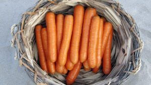 Bolero (Vilmorin Mikado, Gowan Seed Company)