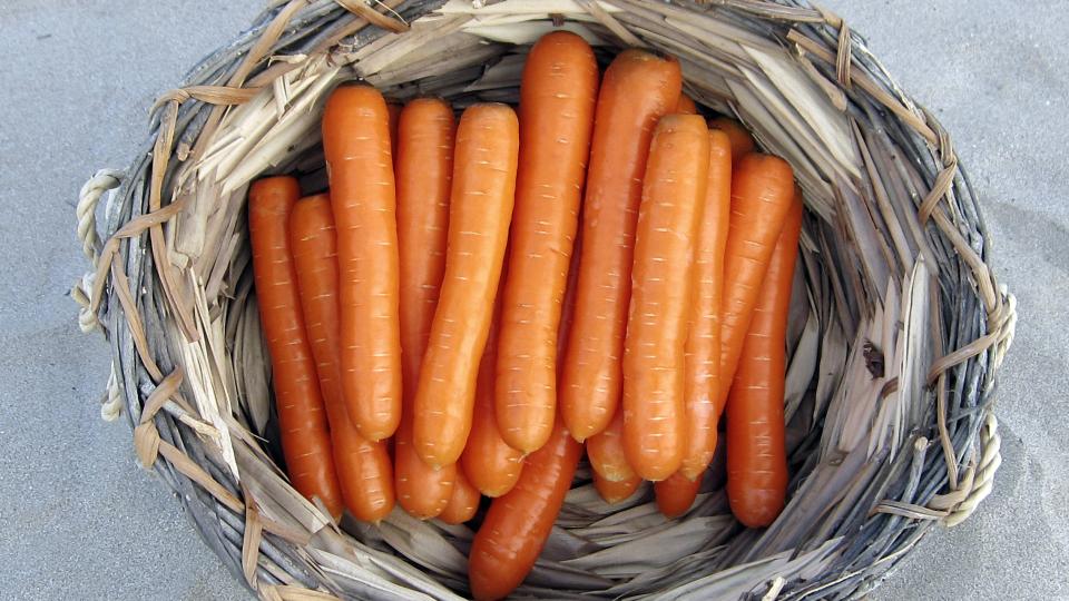 Bolero (Vilmorin Mikado, Gowan Seed Company)