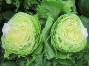 Glendana (Enza Zaden, Gowan Seed Company)