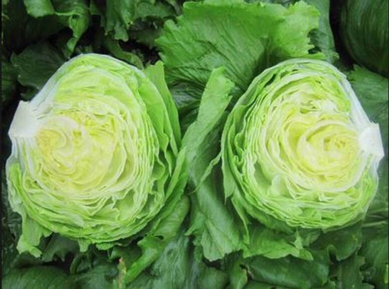 Glendana (Enza Zaden, Gowan Seed Company)