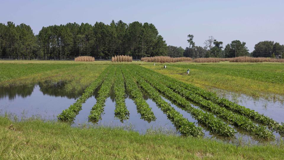 North Florida peanut field under water from Hurricane Debby