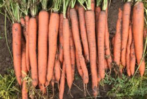 Orange Slice (Vegetables by Bayer, Seminis Vegetable Seeds)