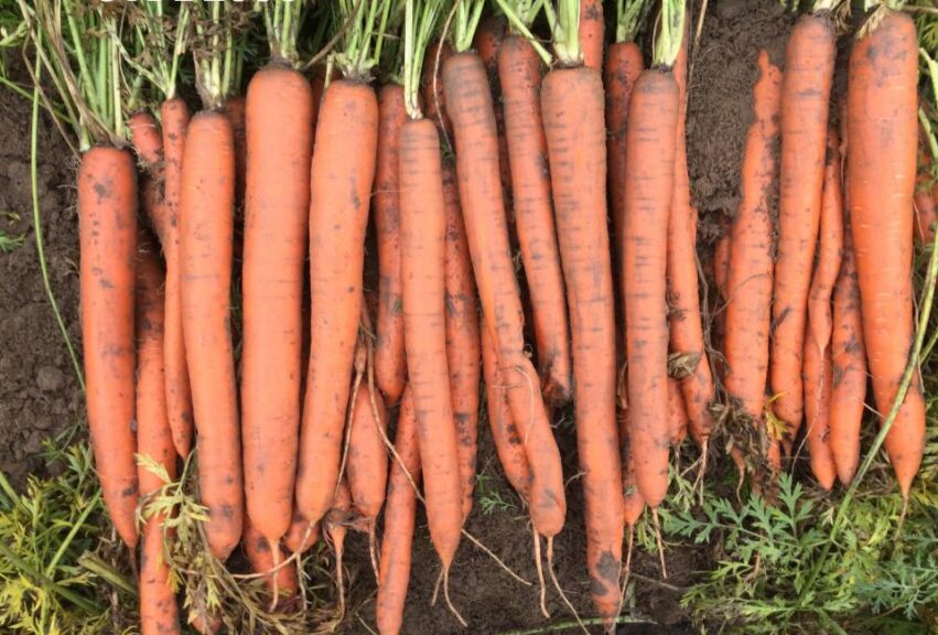 Orange Slice (Vegetables by Bayer, Seminis Vegetable Seeds)
