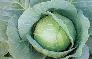 Pennant (Syngenta Vegetable Seeds, Gowan Seed Company)