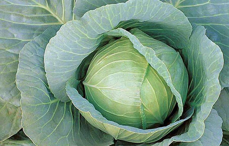 Pennant (Syngenta Vegetable Seeds, Gowan Seed Company)