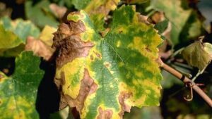Wine Grape Growers in Texas Under Pressure From Pierce’s Disease