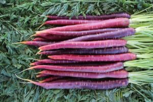 PurpleSummer (BASF | Nunhems)